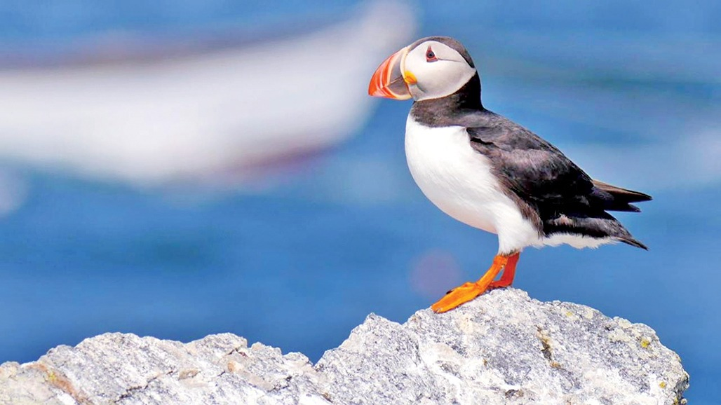 Puffins: The Birds with Colorful Beaks