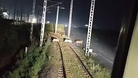 Loco Pilots Slam Emergency Brakes, Save Three Asiatic Lions On Pipavav Rail Track