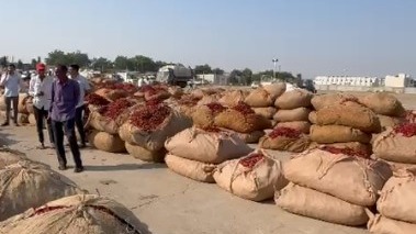 Gondal Market Yard Chili Auctions Halted On Day One As Farmers Protest Gunny Bag Weight Deductions