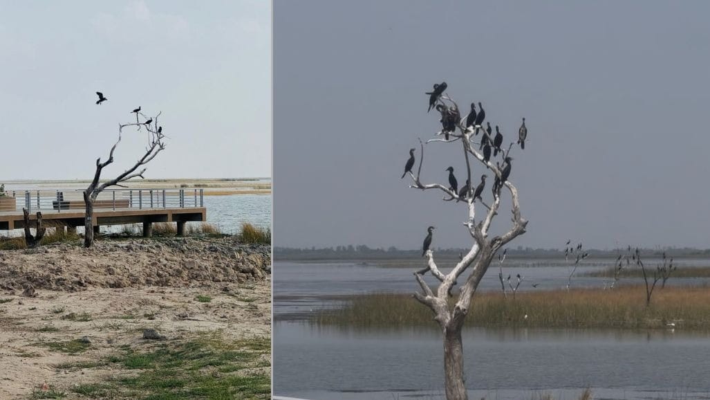 નળ સરોવરમાં બોટિંગ ફરી શરૂ થશે