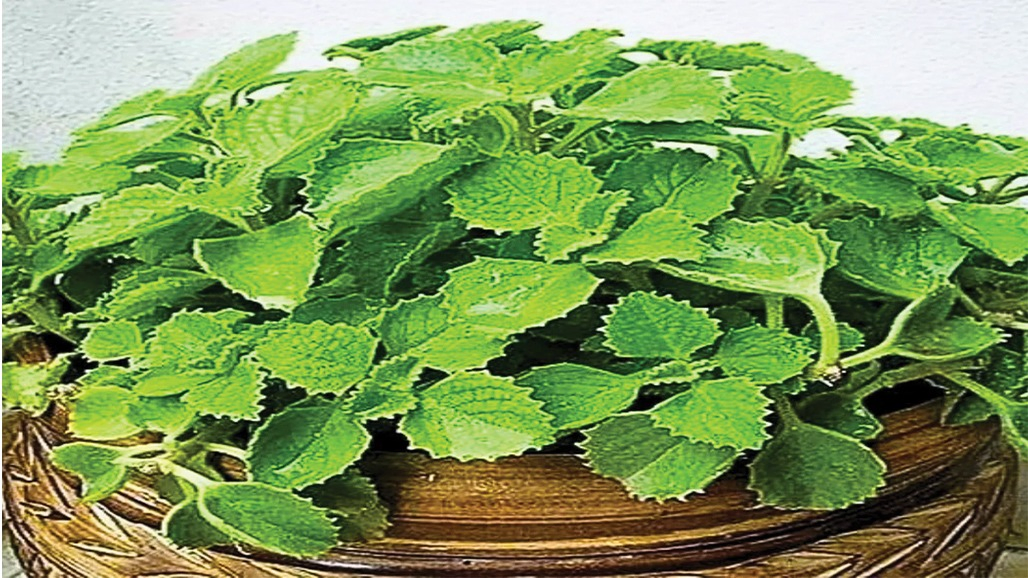 અજમાવી જૂઓ