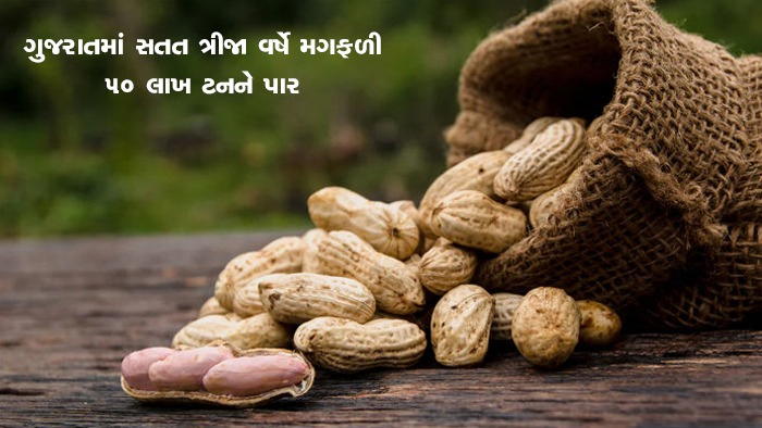 ગુજરાતમાં સતત ત્રીજા વર્ષે મગફળી 50 લાખ ટનને પાર