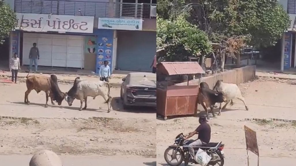 ધોળકામાં રખડતા પશુઓનો ત્રાસ યથાવત્