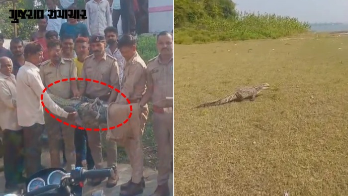 VIDEO| પંચમહાલ: ભેસાલના ખોડિયાર મંદિરમાં આવી પહોંચ્યું માતાજીનું વાહન, 8 ફૂટ લાંબો મગર જોઈ લોકોમાં કૂતુહલ સાથે ફફડાટ