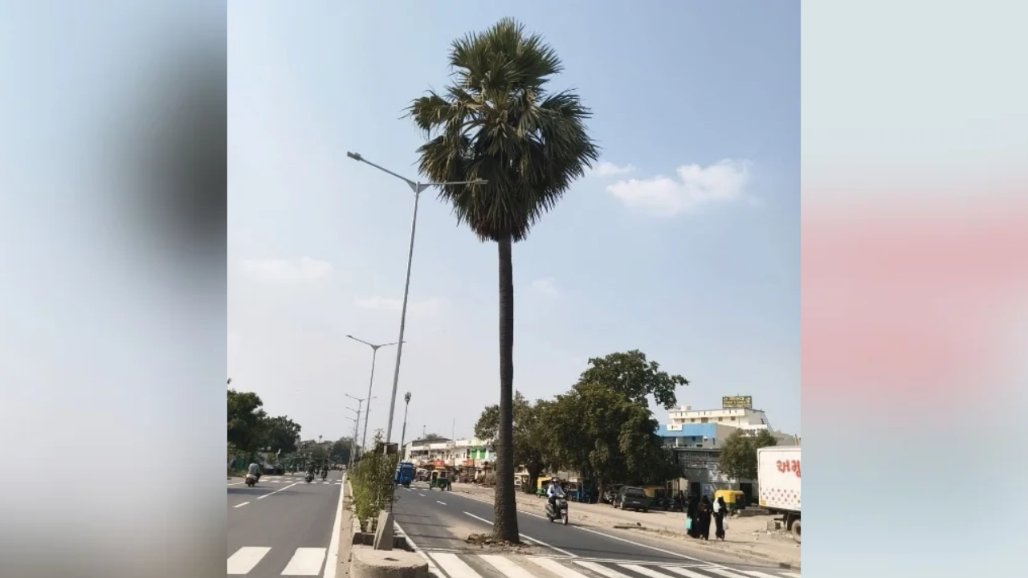 Trees, Sharp Curves and Poor Lighting: Three Accidents Expose Safety Risks on New Ahmedabad Road