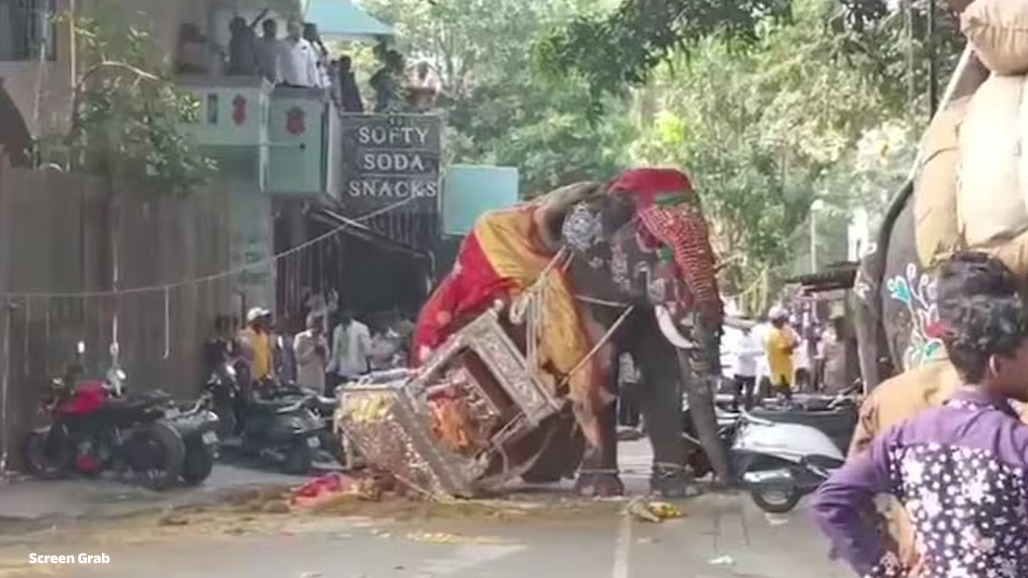 VIDEO: દશેરાના સરઘસમાં હાથી ગાંડોતૂર થતાં 650 કિલોની ચાંદીની અંબાડી નીચે પટકાઈ, ભારે ભાગદોડનો વીડિયો વાઈરલ