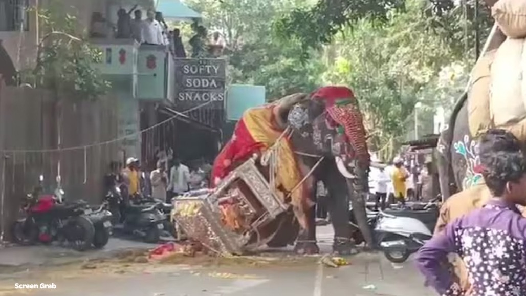VIDEO: દશેરાના સરઘસમાં હાથી ગાંડોતૂર થતાં 650 કિલોની ચાંદીની અંબાડી નીચે પટકાઈ, ભારે ભાગદોડનો વીડિયો વાઈરલ