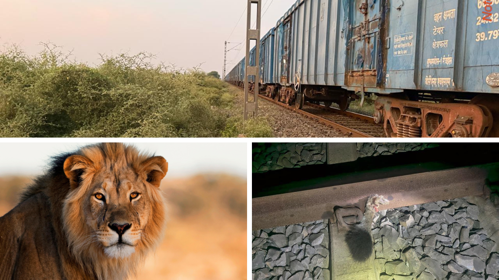 અમરેલીમાં માલગાડીની અડફેટે સિંહ ઘાયલ: 60-70 કિમીની ઝડપે આવતી ટ્રેન નીચે પૂંછડી કપાઈ, વન વિભાગનું સર્ચ ઓપરેશન શરૂ