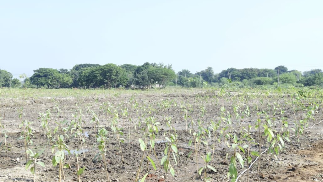 Ahmedabad Claims to Have Completed 50-Lakh Tree Plantation Target Under ‘Mission Five Million Tree’