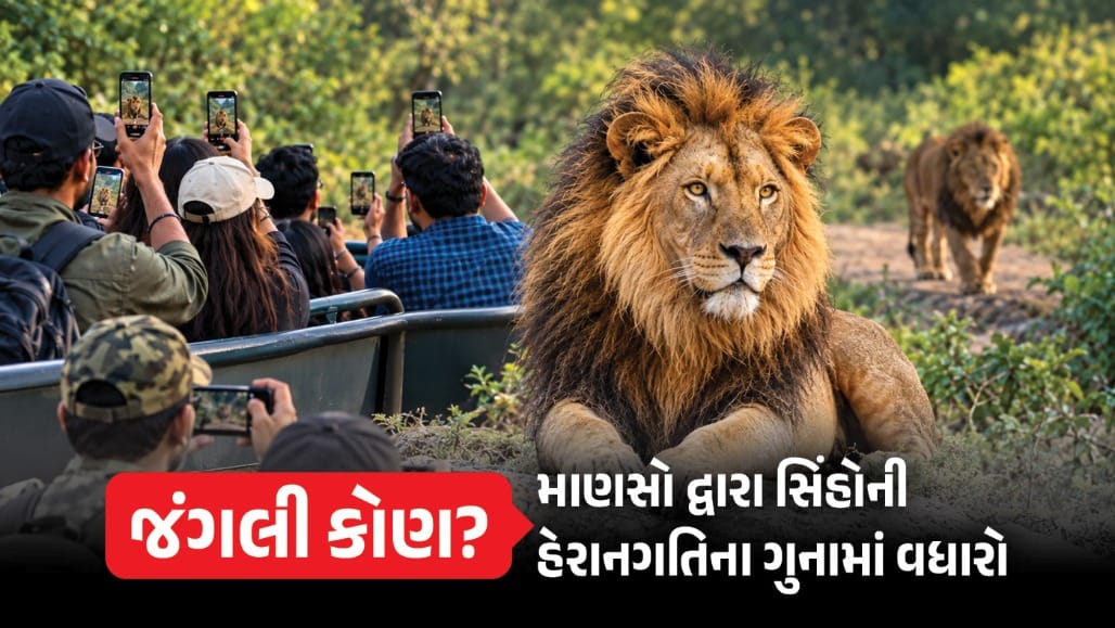 રીલની ઘેલછામાં ગીરના સાવજ ત્રસ્ત