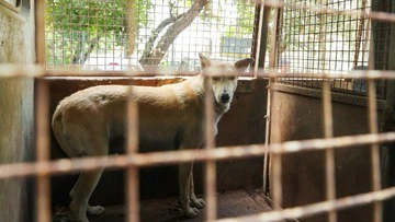 ‘17 Districts Missing Data’: Gujarat High Court Slams Government and NHAI Over Stray Cattle and Dog Menace After Fatal Highway Crash