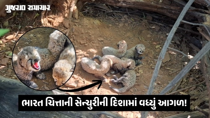 VIDEO| કુનો નેશનલ પાર્કમાં આવ્યા નવા મહેમાન: માદા ચિત્તાએ 5 બચ્ચાને આપ્યો જન્મ, ભારતમાં ચિત્તાની સંખ્યા 60 થઈ!