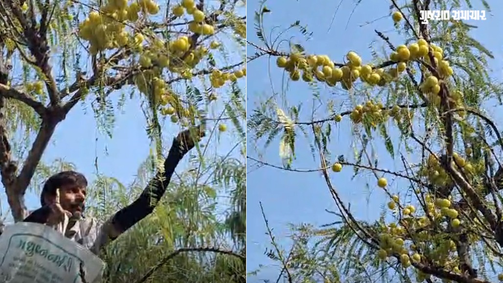 VIDEO | શિયાળાનું અસલી 'વિટામીન C': દેશી આમળાથી લદાઈ ગયા છે અમદાવાદ પાસેના ખેતરોના ઝાડ, જાણો આયુર્વેદિક ગુણો
