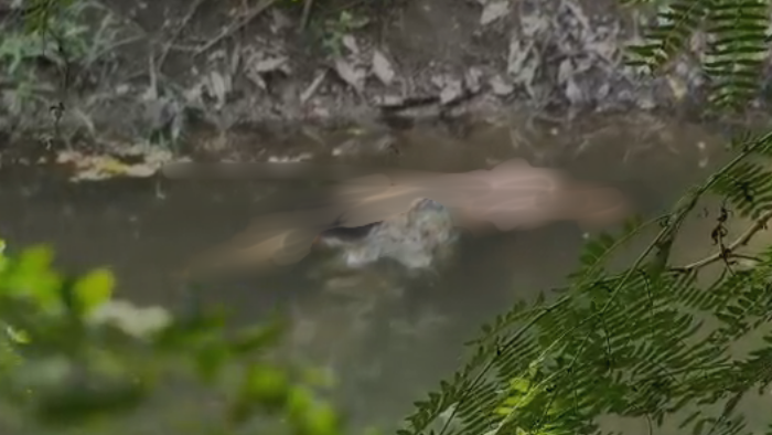 Crocodile Drags, Kills 61-Year-Old Former Cop Into Vishwamitri River Near Vadodara