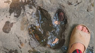 Tourist’s Facebook Photo Leads to Discovery of Six Dinosaur Footprints Dating Back 120 Million Years in Thailand