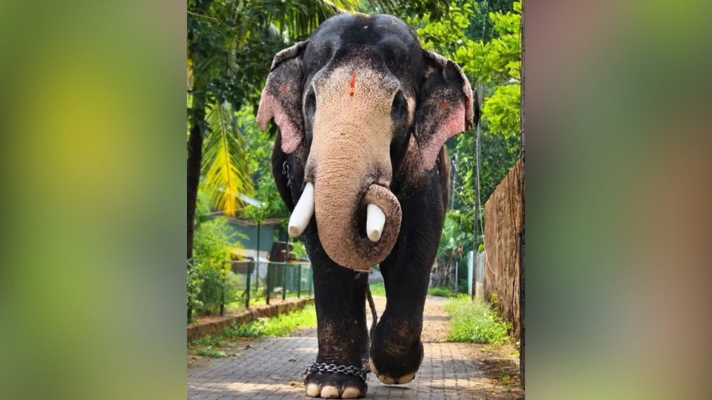 Kerala Mourns Beloved Elephant Pallattu Brahmadathan After Fatal Lightning Strike