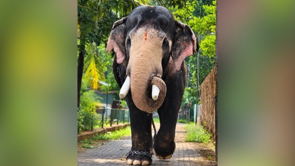 Kerala Mourns Beloved Elephant Pallattu Brahmadathan After Fatal Lightning Strike