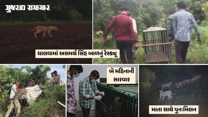 VIDEO| અમરેલી: ચાલવામાં અસમર્થ સિંહબાળ 2 મહિનાની સારવાર બાદ સ્વસ્થ થયું, 6 કલાક મથામણ પછી માતા સાથે કરાવાયું પુનઃમિલન